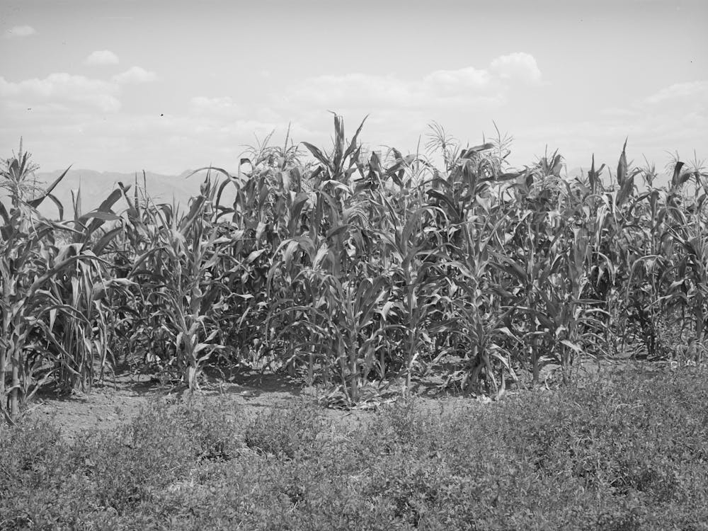 Corn Near Alfalfa Field, Cornish, Utah By Russell Lee