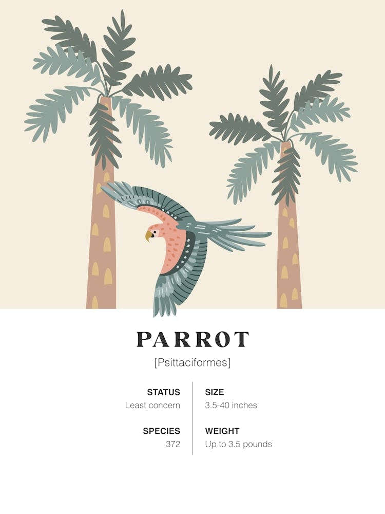 Parrot - Jungle Fact