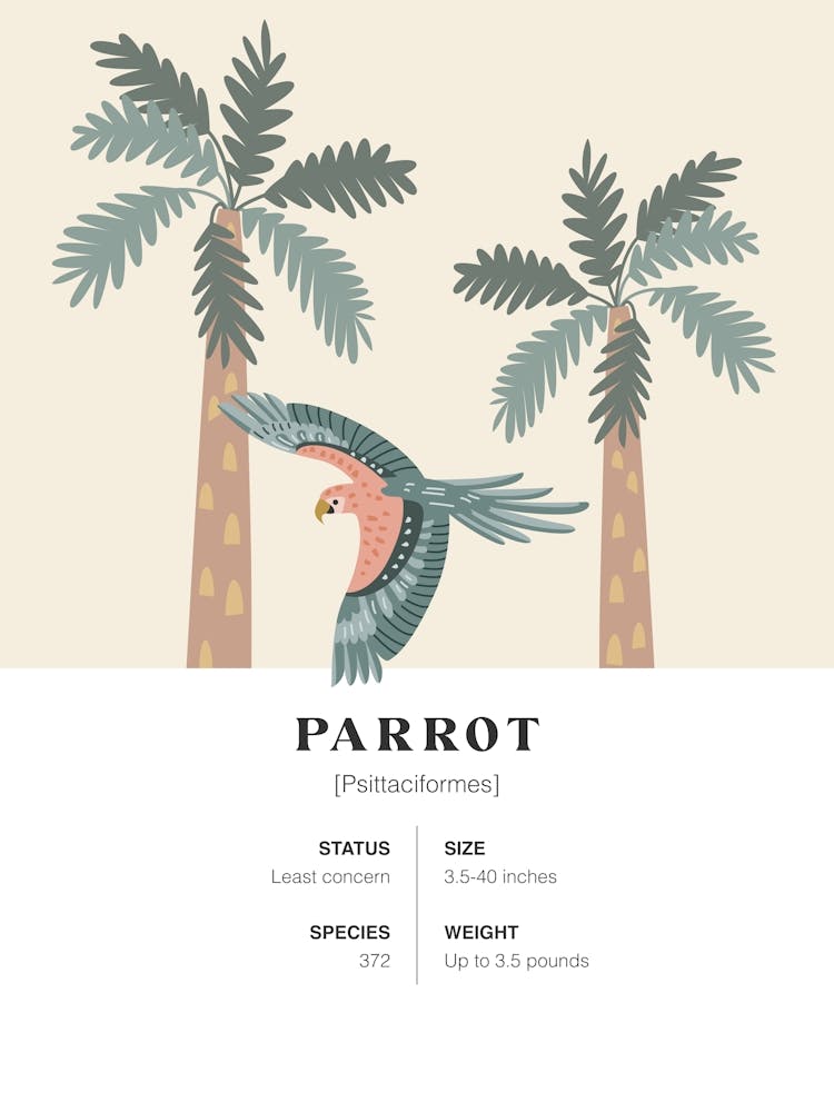 Parrot - Jungle Fact