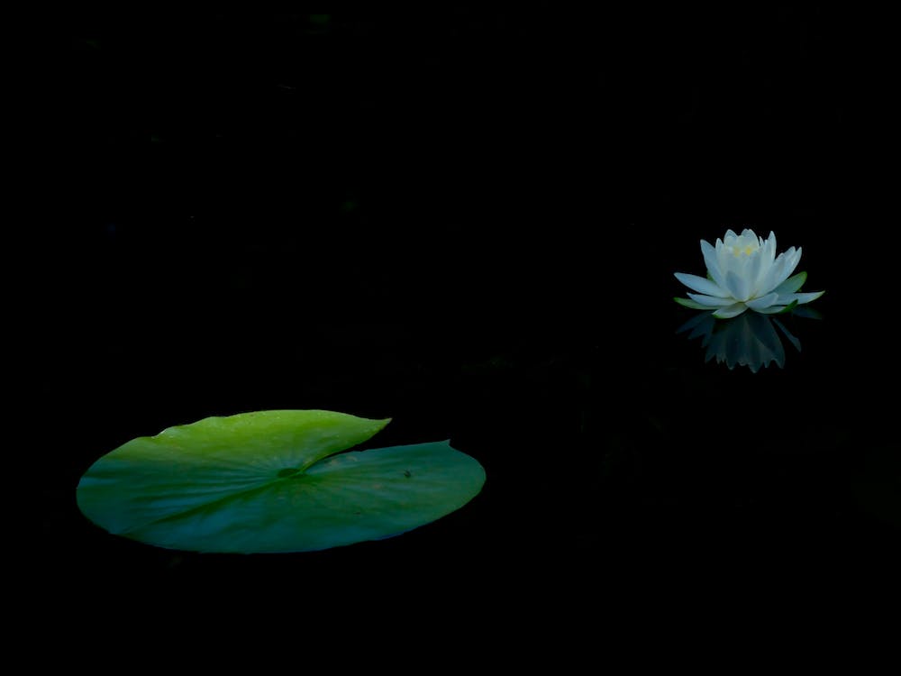 Water Lily