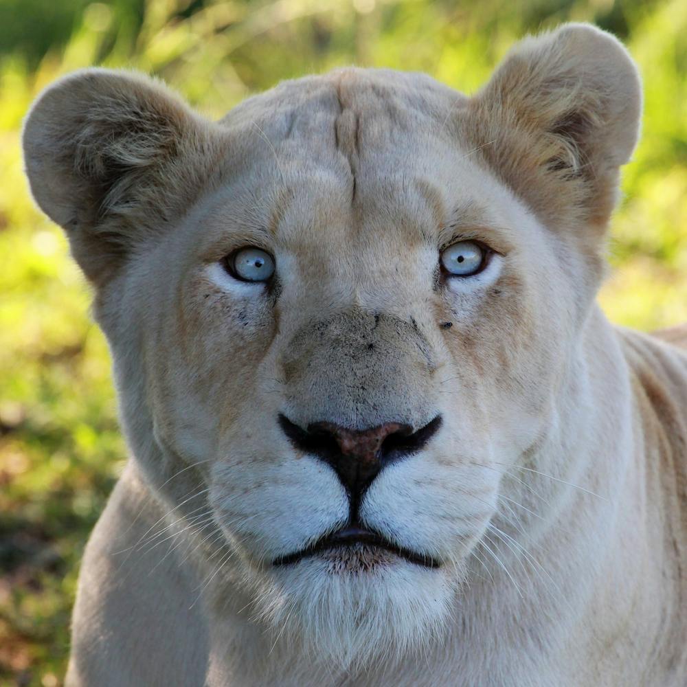 White Lion Female III