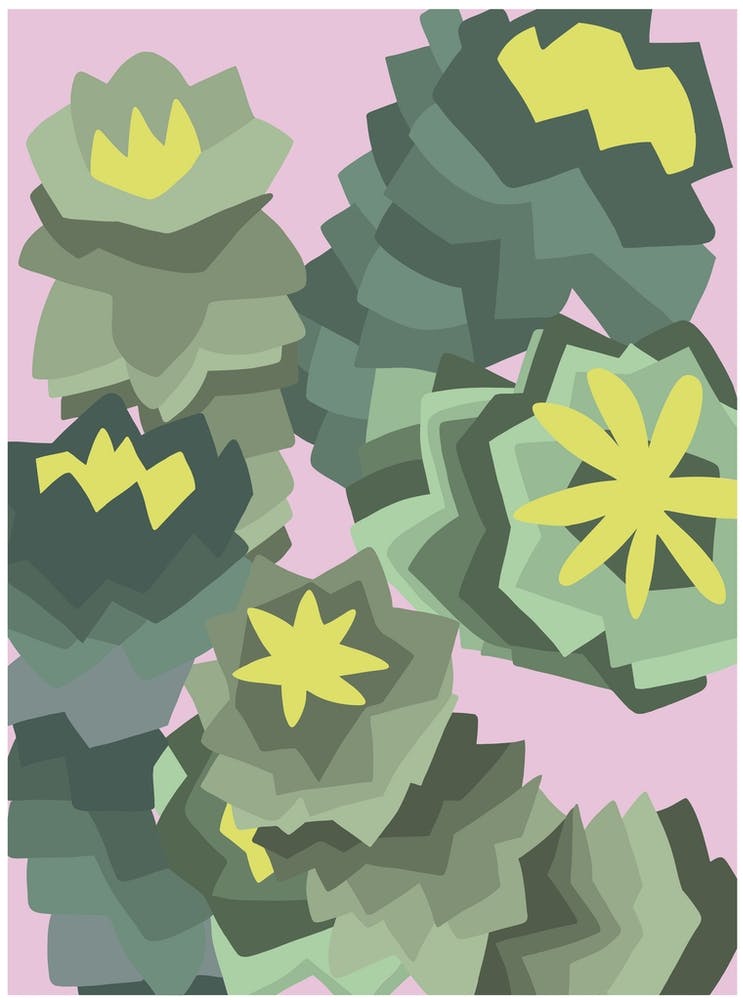 Euphorbia plant