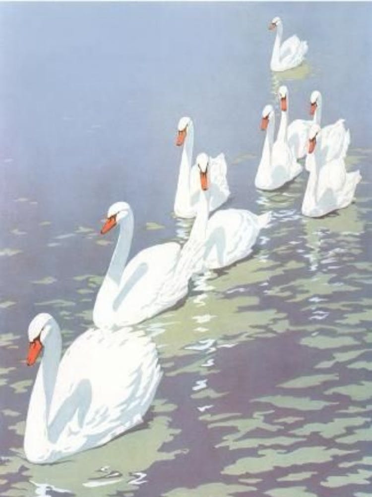 Swans In The Water