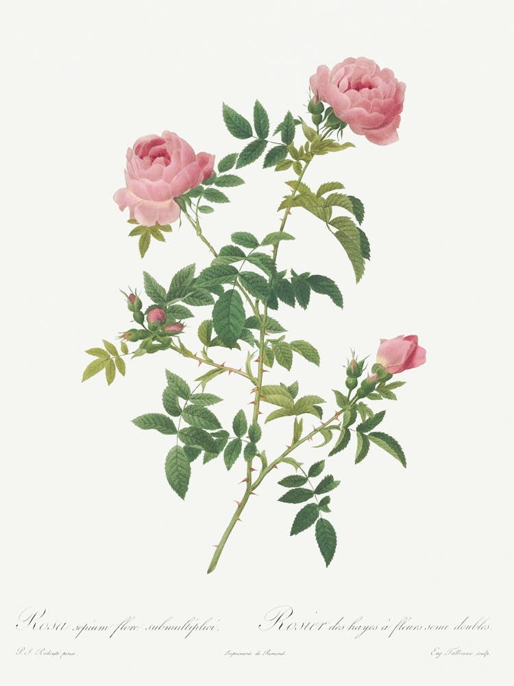 Hundred Petalled English Rose, Pierre Joseph Redoute