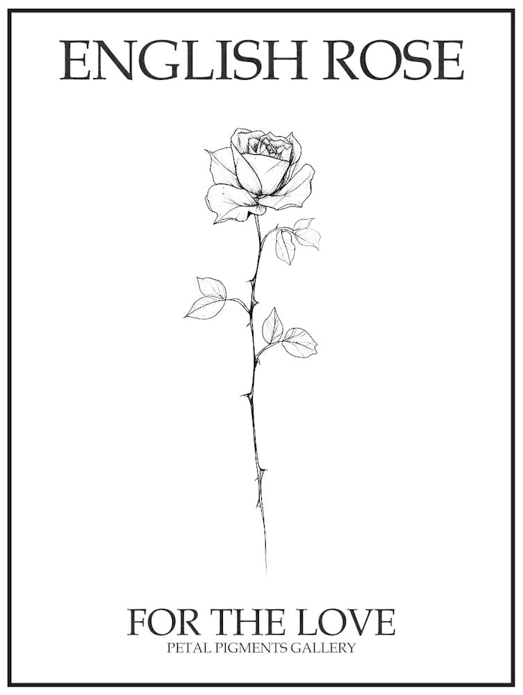 English Rose Black And White Line Drawing 27 Poster