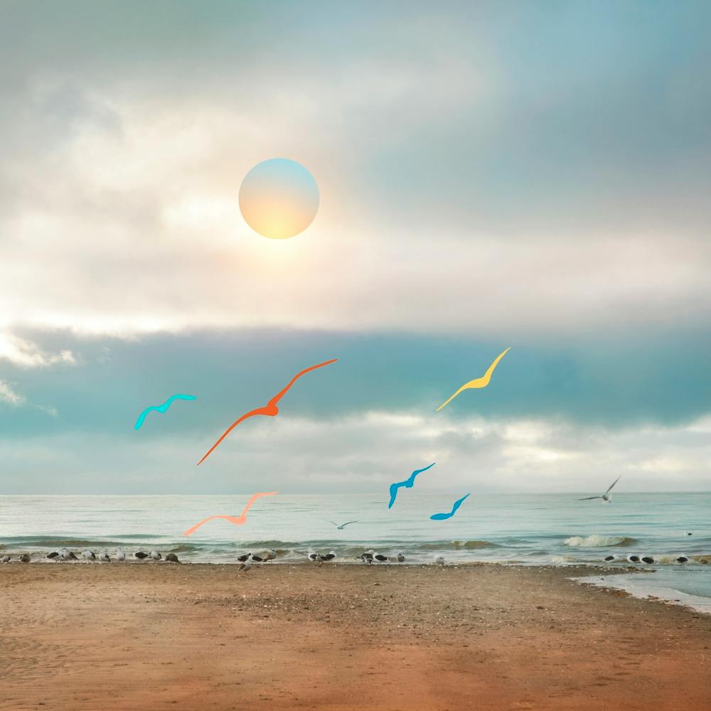 Colorful Seagulls In The Beach Square