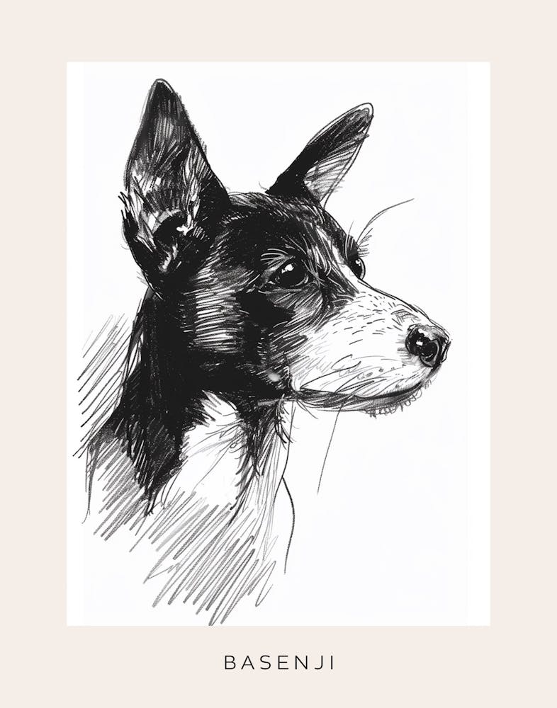 Basenji Dog Line Sketch 3 Poster