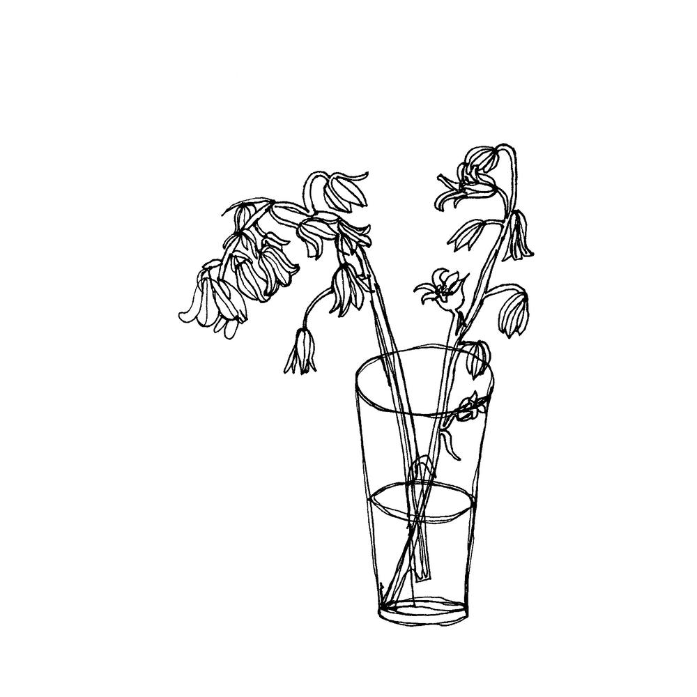 Bluebells 2