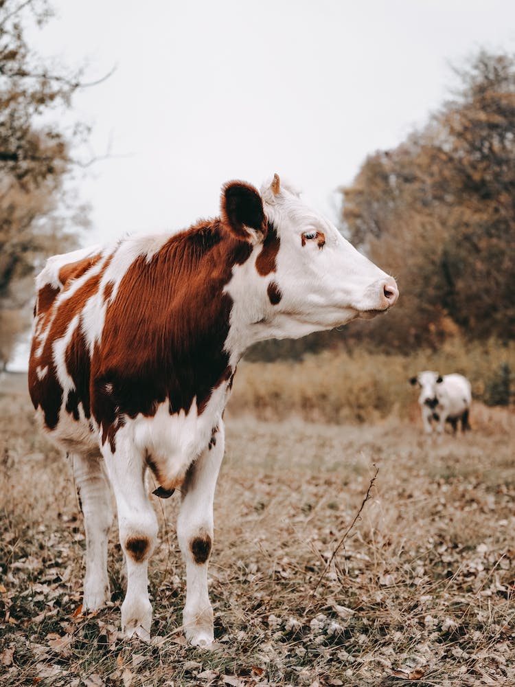 Red And White Cow