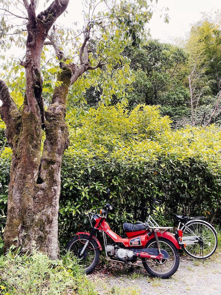 Two Motorcycles Parked Next To A Tree