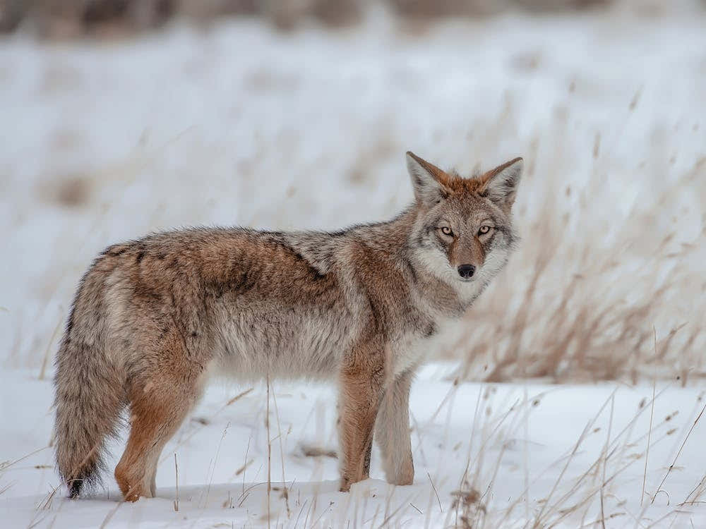 Winter Coyote