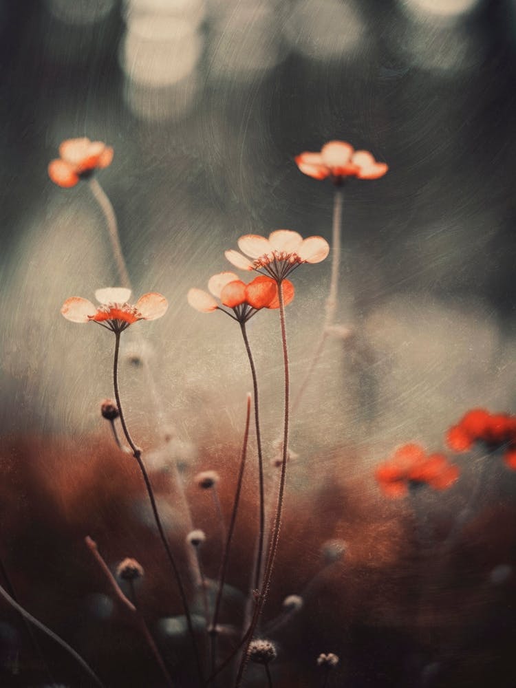 Nostalgic Nature No 2