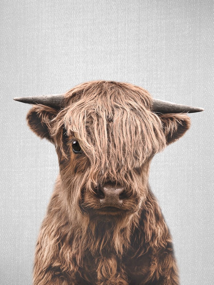 Highland Calf