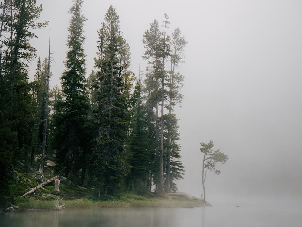 Foggy Forest Lake II