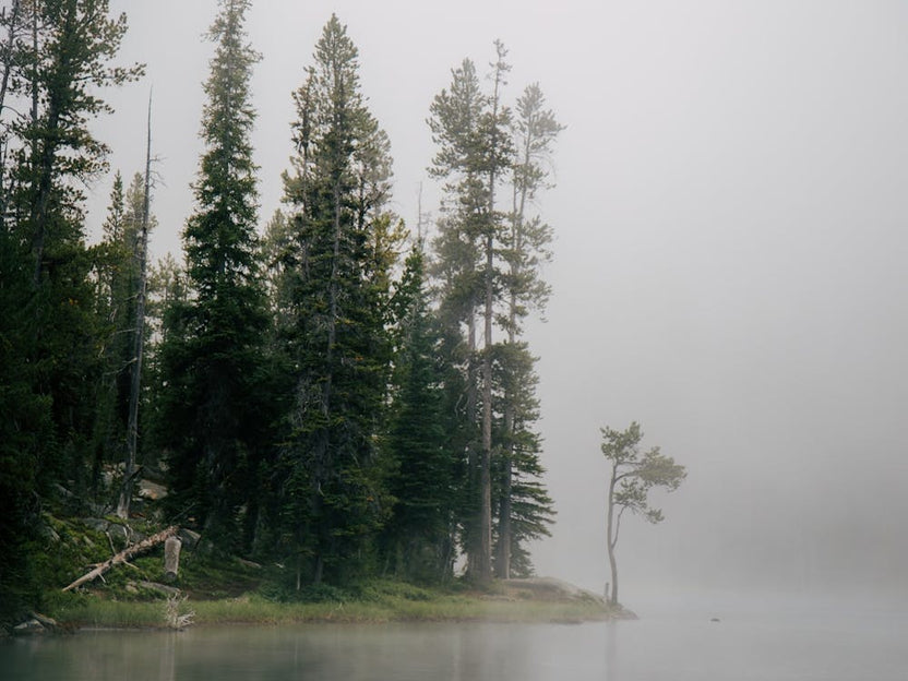 Foggy Forest Lake II