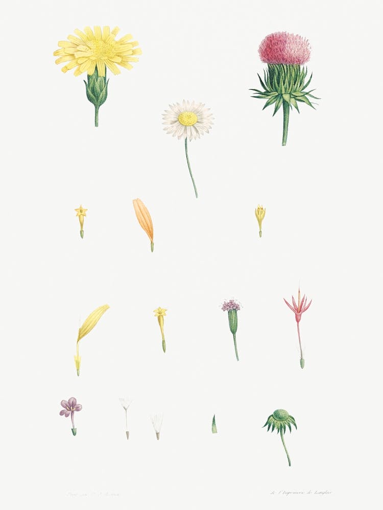 Flower set from La Botanique de J. J. Rousseau, Pierre Joseph Redoute (2)