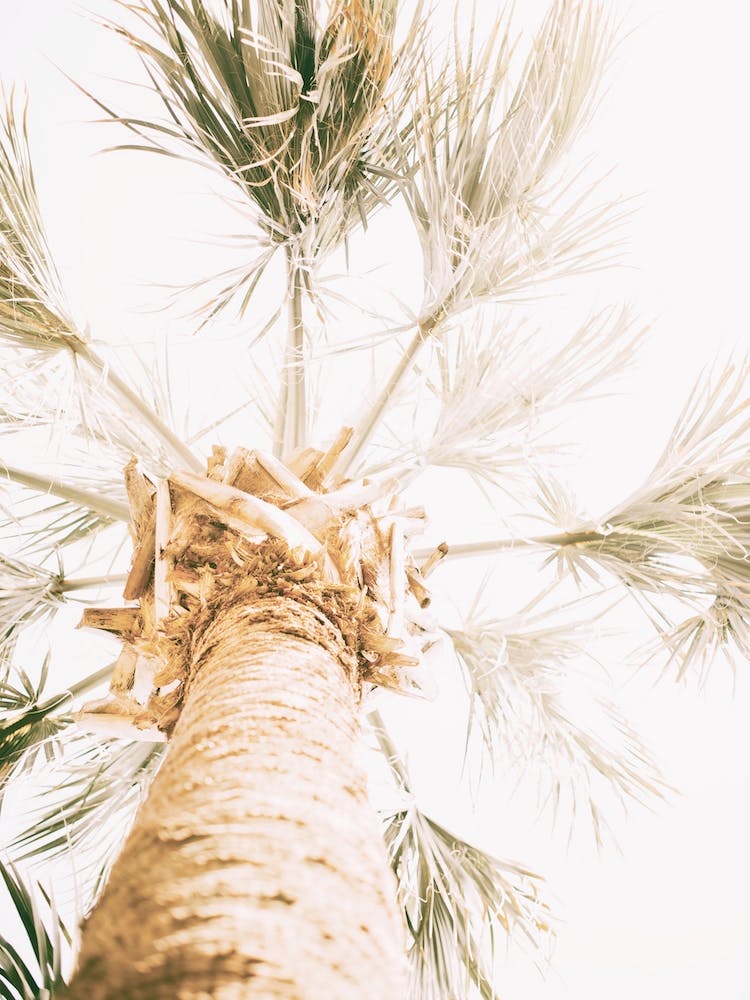 Palm Tree Sunshine