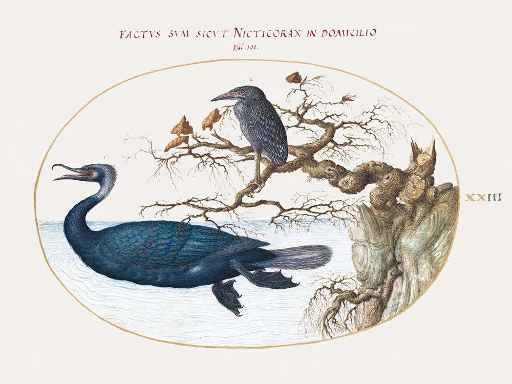 Kormoran mit einem Nachtreiher (1575–1580), Joris Hoefnagel
