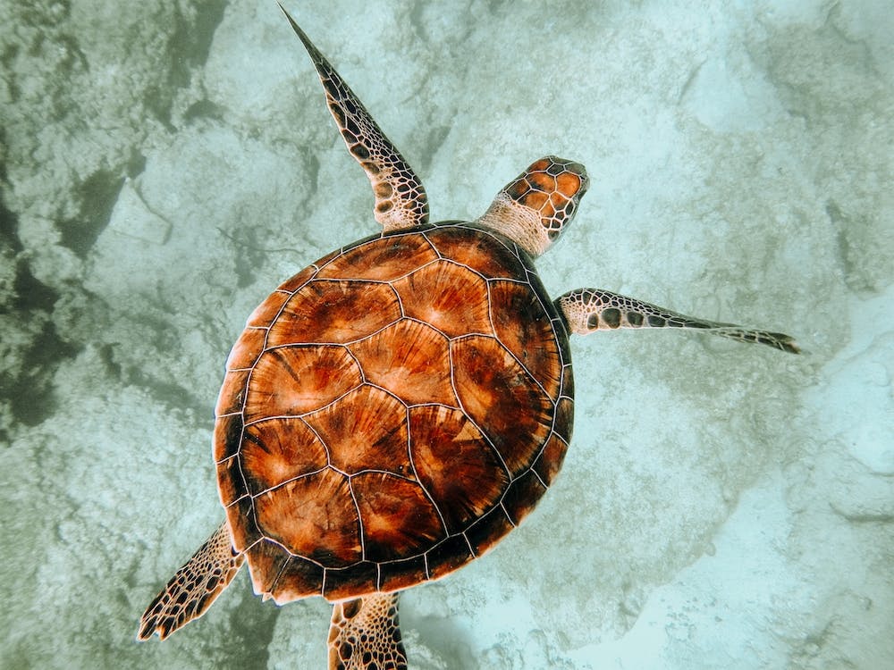 Sea Turtle