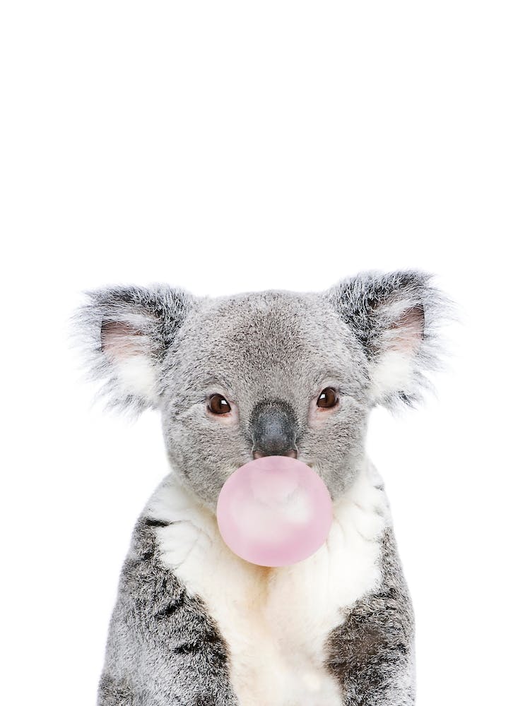 Bubble Gum Koala