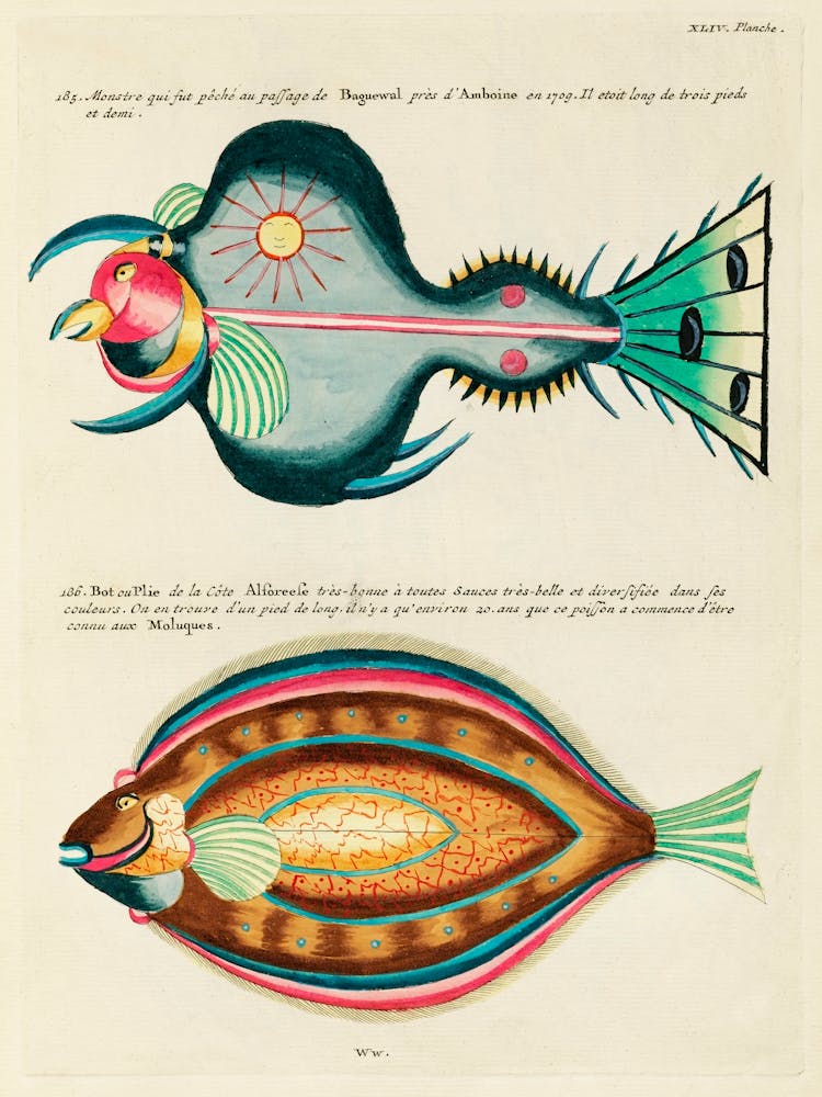 Colourful And Surreal Illustrations Of Fishes Found In Moluccas (Indonesia) And The East Indies, Louis Renard(79)