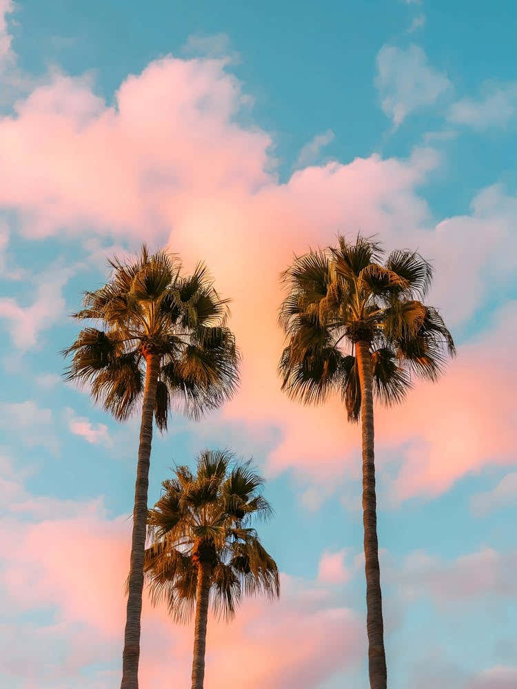 Sunset Palm Trees 3