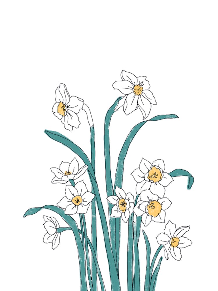 Narcisse