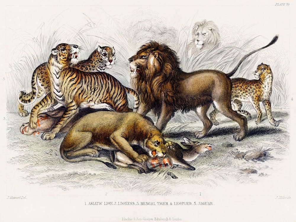 Asiatischer Löwe, Löwin, Bengalischer Tiger, Leopard und Jaguar, Oliver Goldsmith