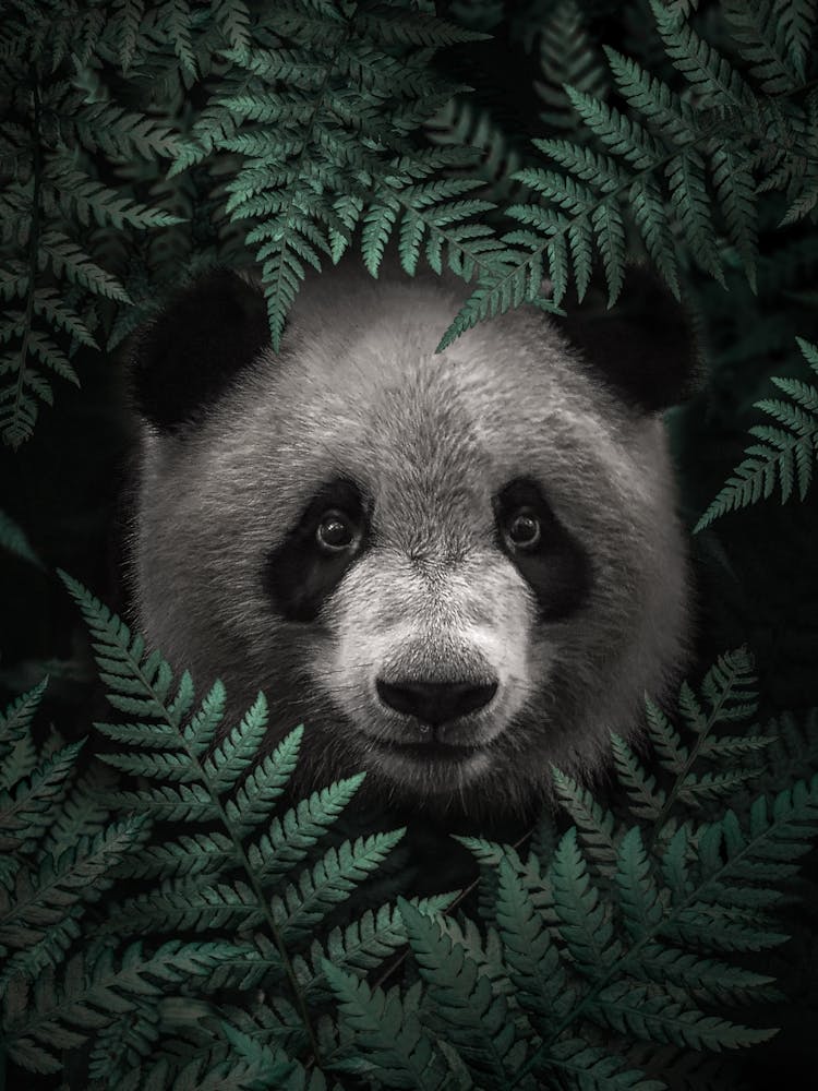 Panda Bear In The Forest