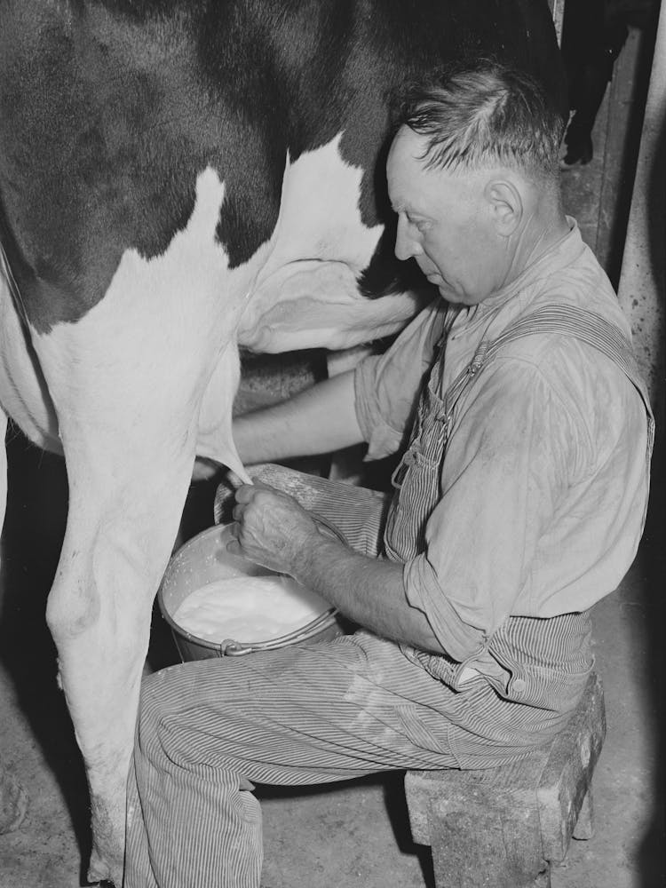 Member Of The Dairymen S Cooperative Creamery Milking, Caldwell, Canyon County, Idaho, Two Million Dollars Has