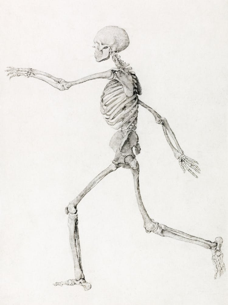 Human Skeleton