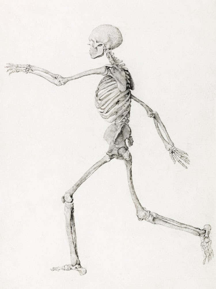 Human Skeleton