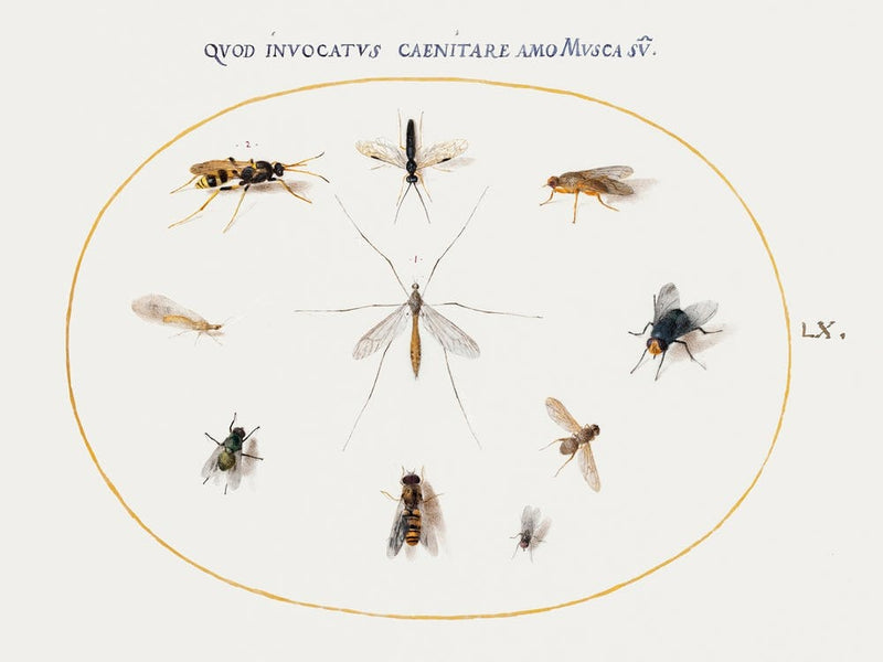Flies And Other Insects (1575–1580), Joris Hoefnagel