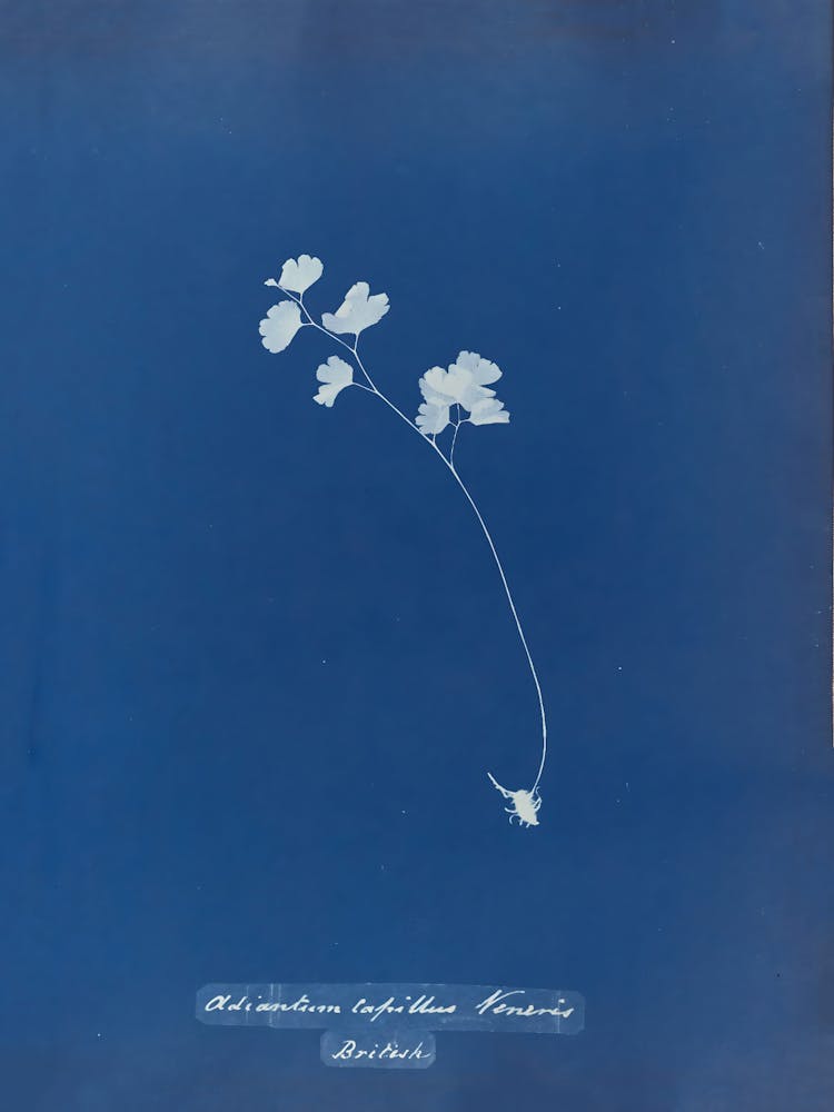 Daffodils 1
