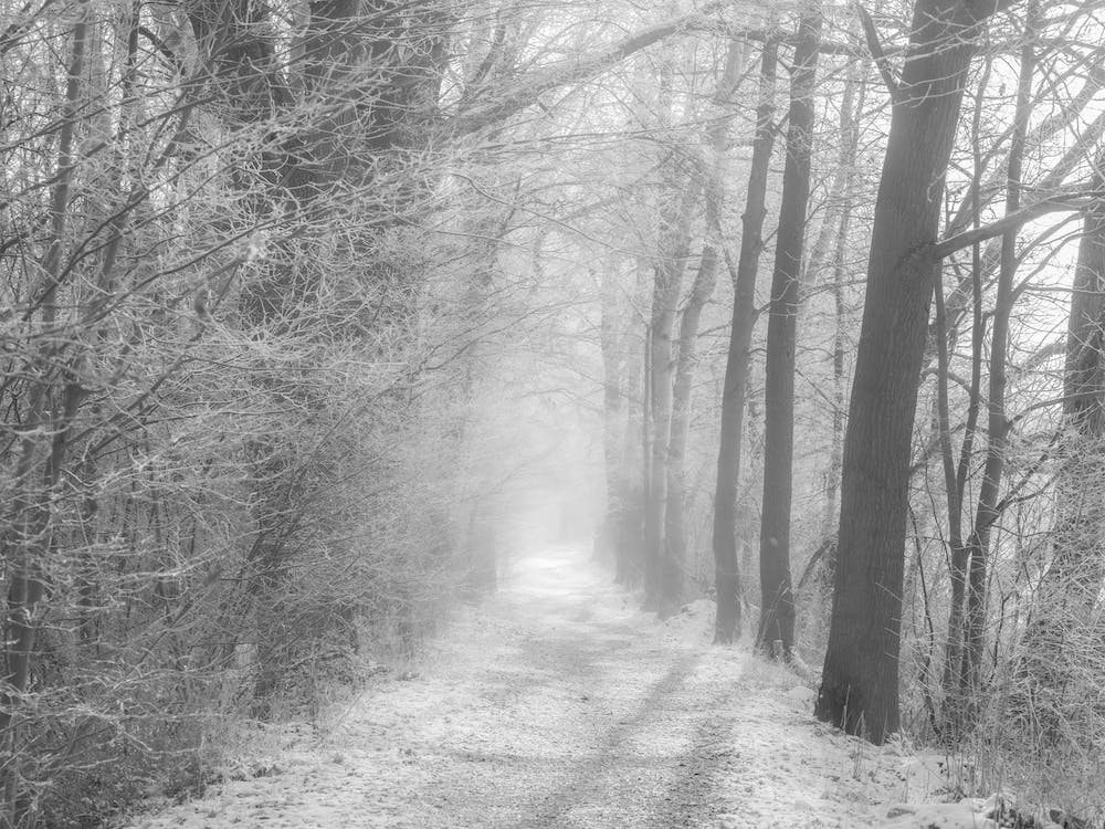Foggy forest path in winter