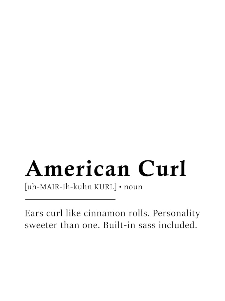 American Curl Definition Poster - Dictionary