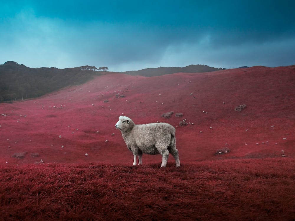 Im Done With This Sheep