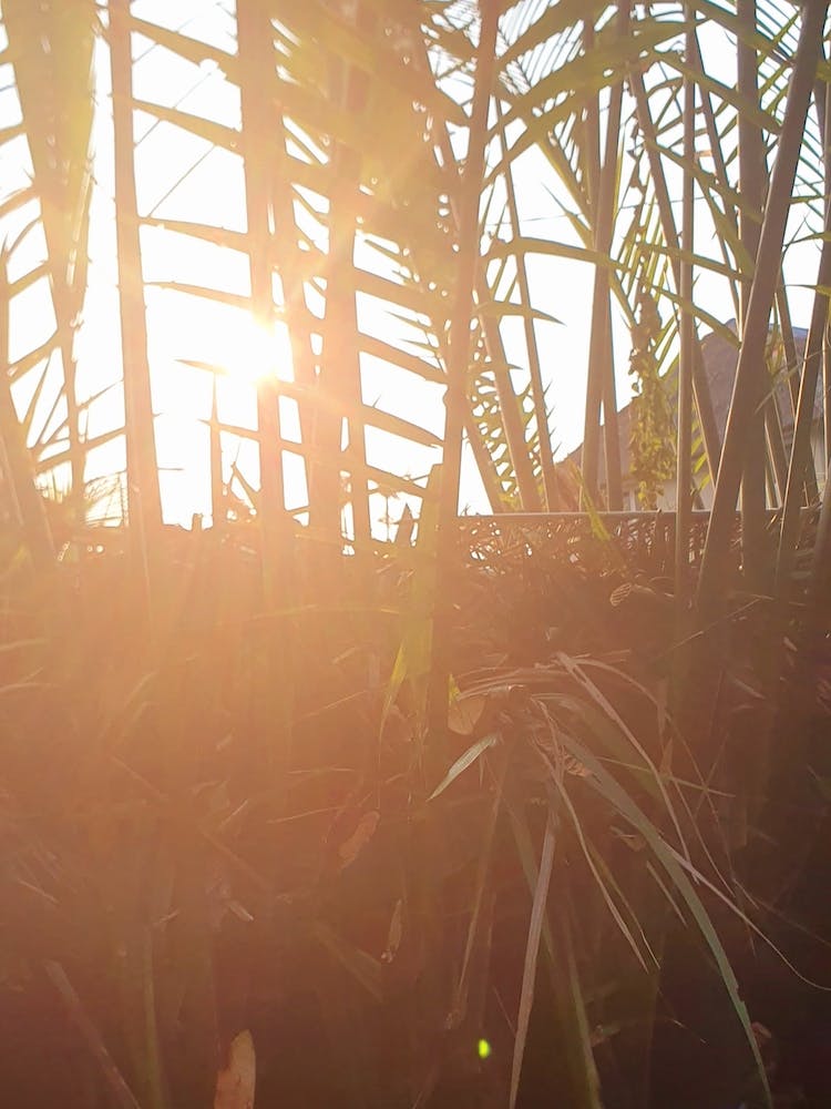 Sunset In The Palm Trees