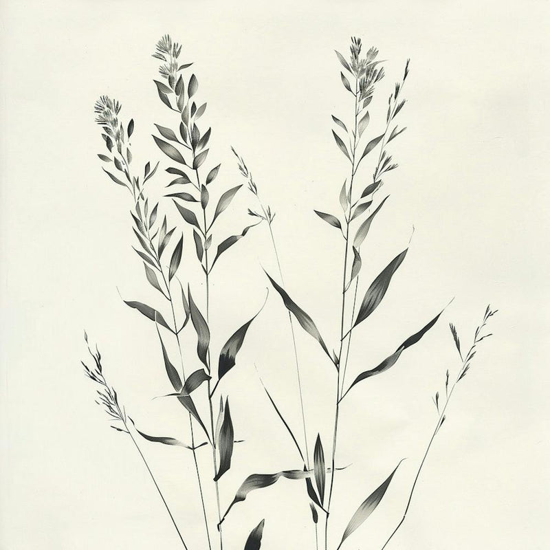 'Grasses'