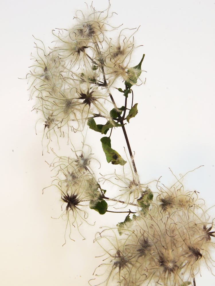 Florales · Plant End 9