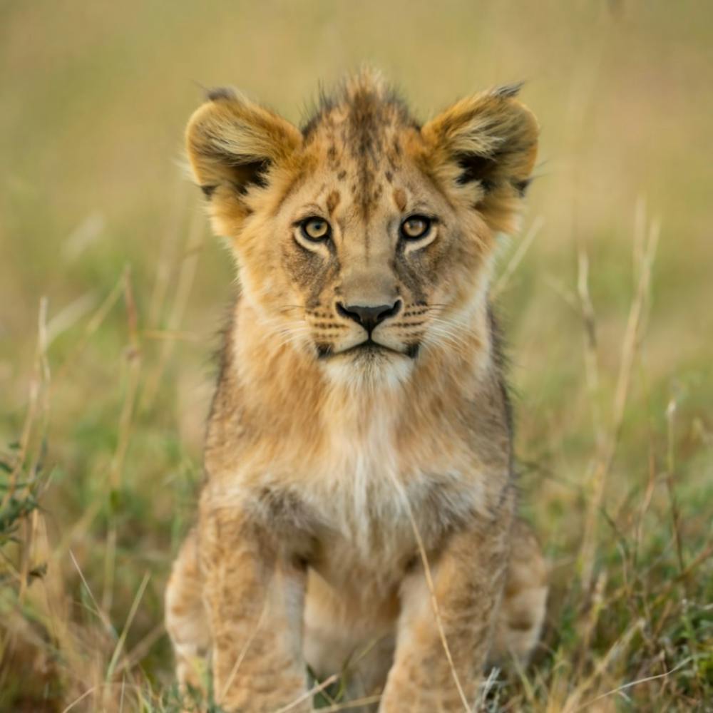 Lion Cub