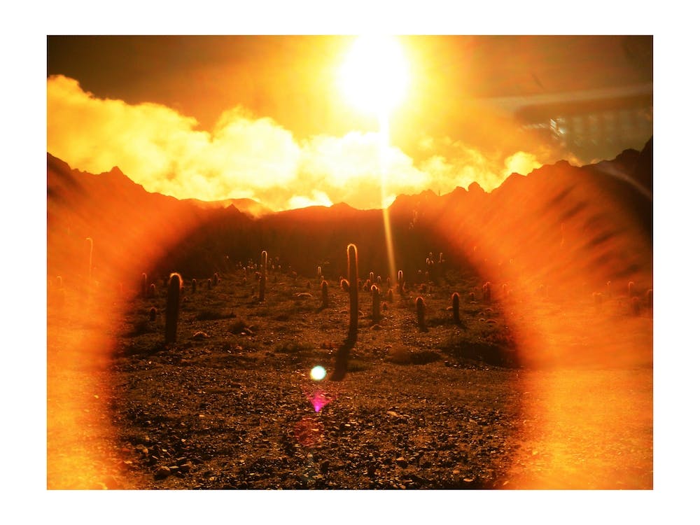 Sun And Cacti