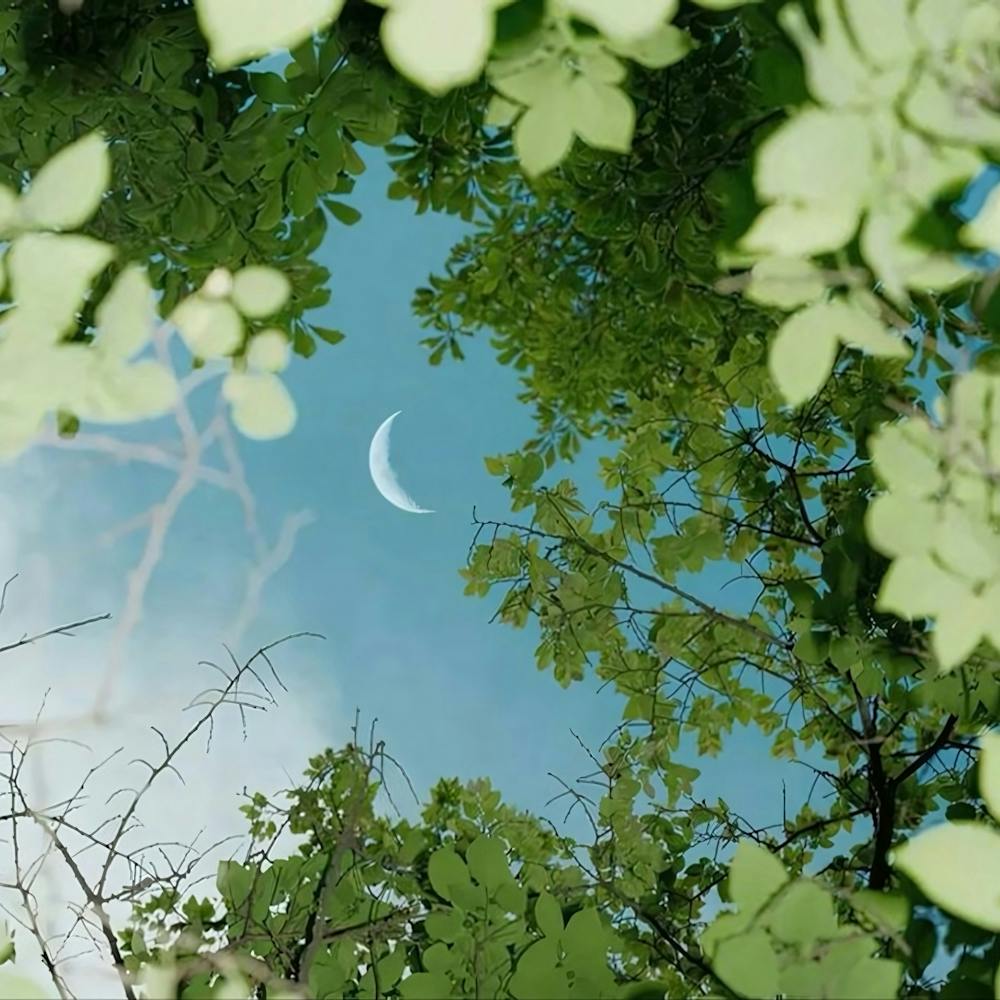 Moon In The Trees