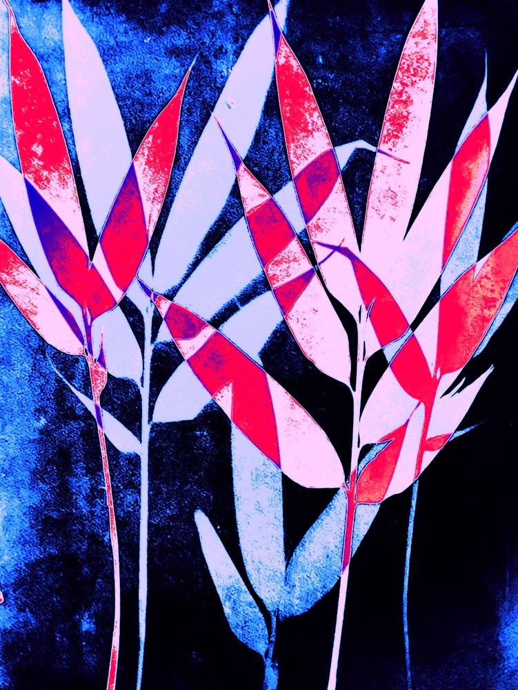Blue pink purple bamboo leaves cyanotype