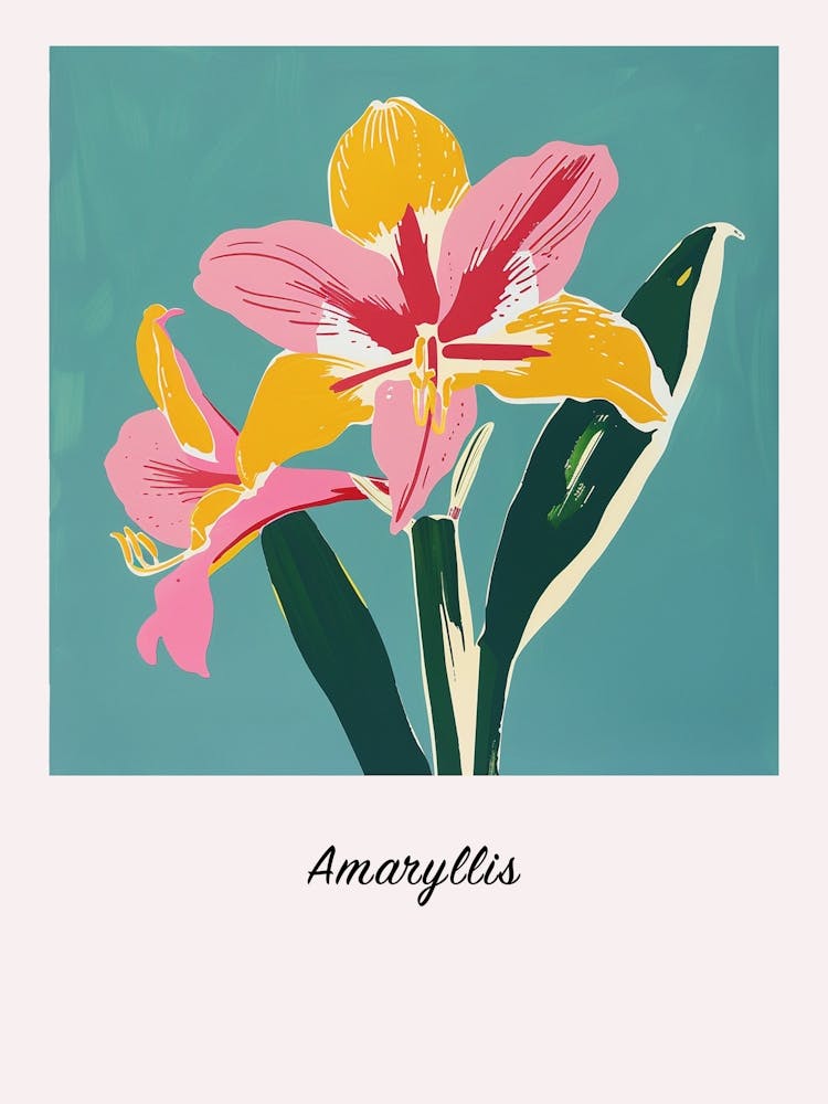 Amaryllis 2 Square Flower Illustration Poster