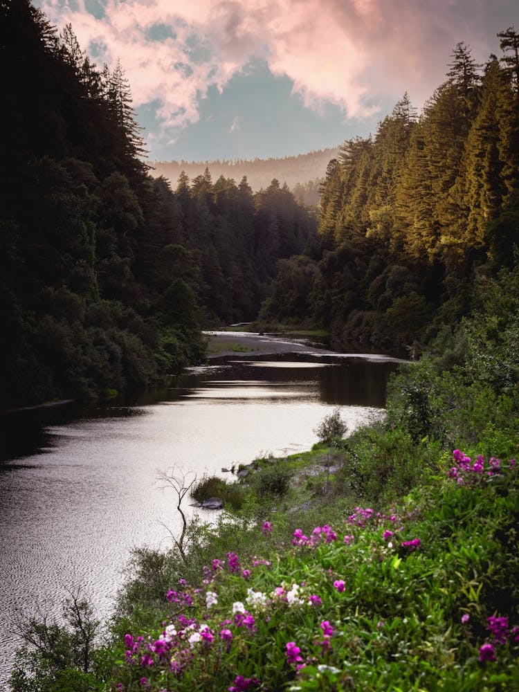 Redwood National Park River and Flowers