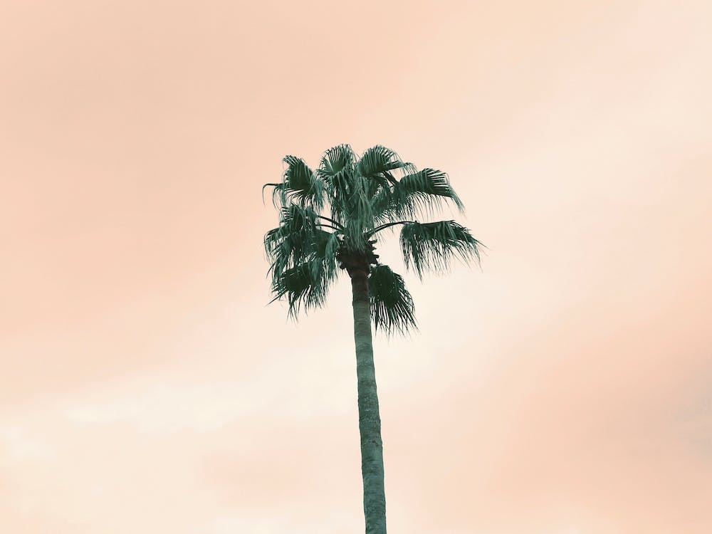 Palm Tree - Pink Sunset Sky - Photography