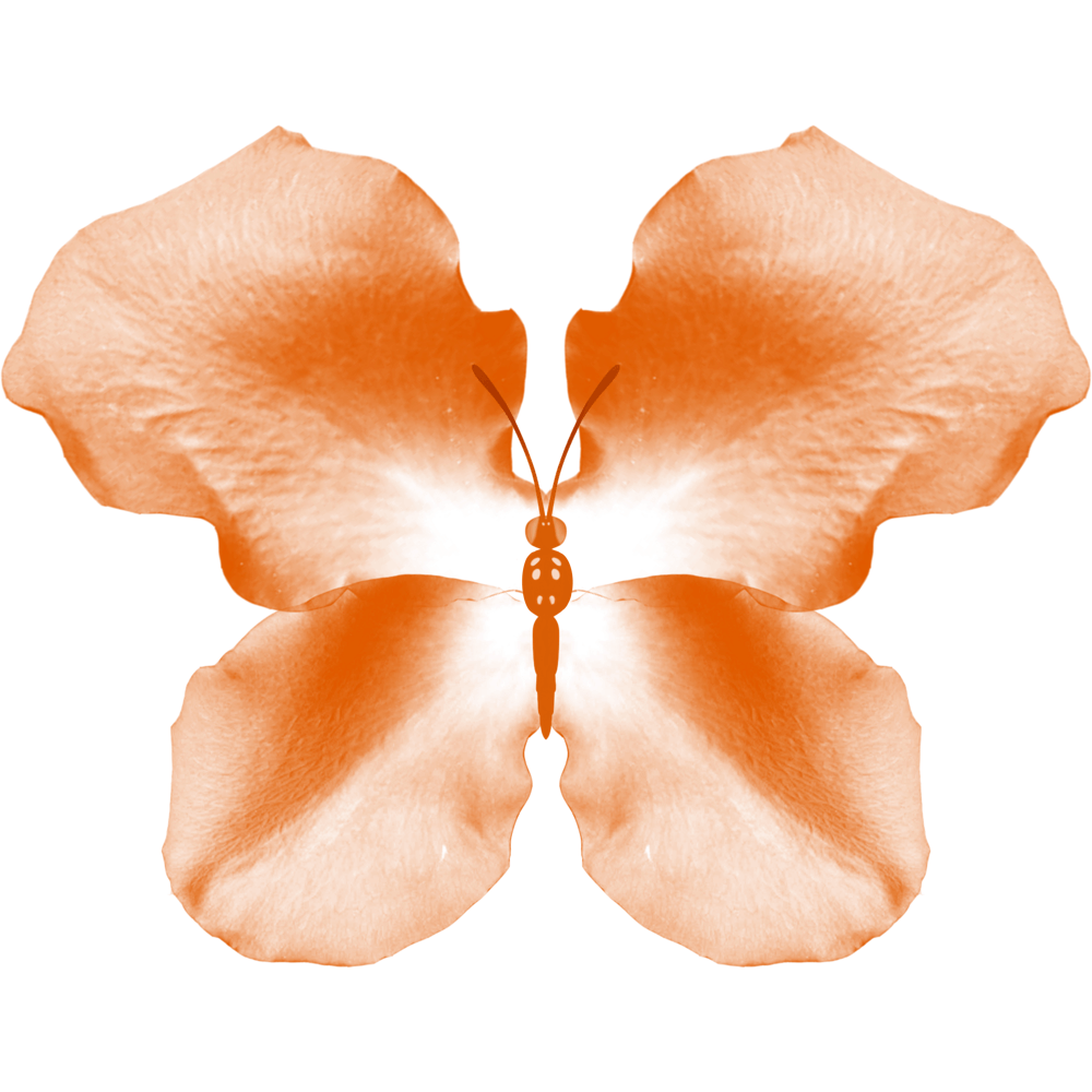 Orange Rose Petal Butterfly