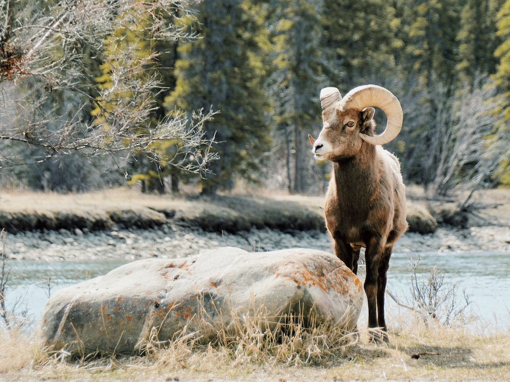 Bighorn Sheep Near River