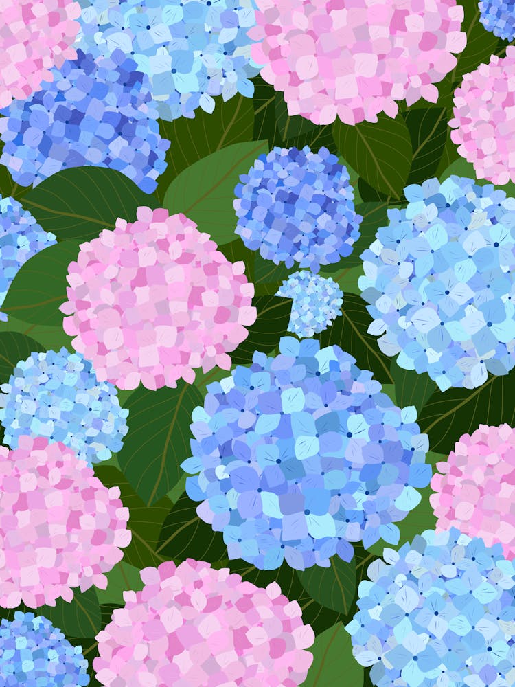 Hortensien Rosa und Blau